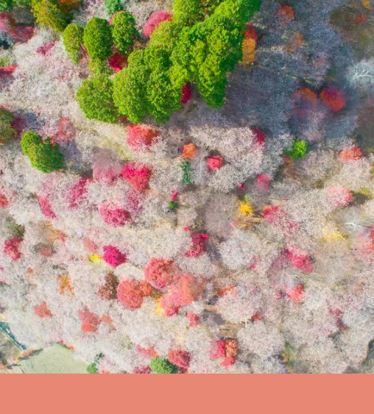 Bunga yang Fotogenik