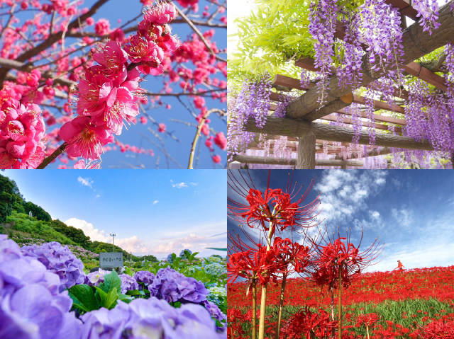 Bunga yang Fotogenik