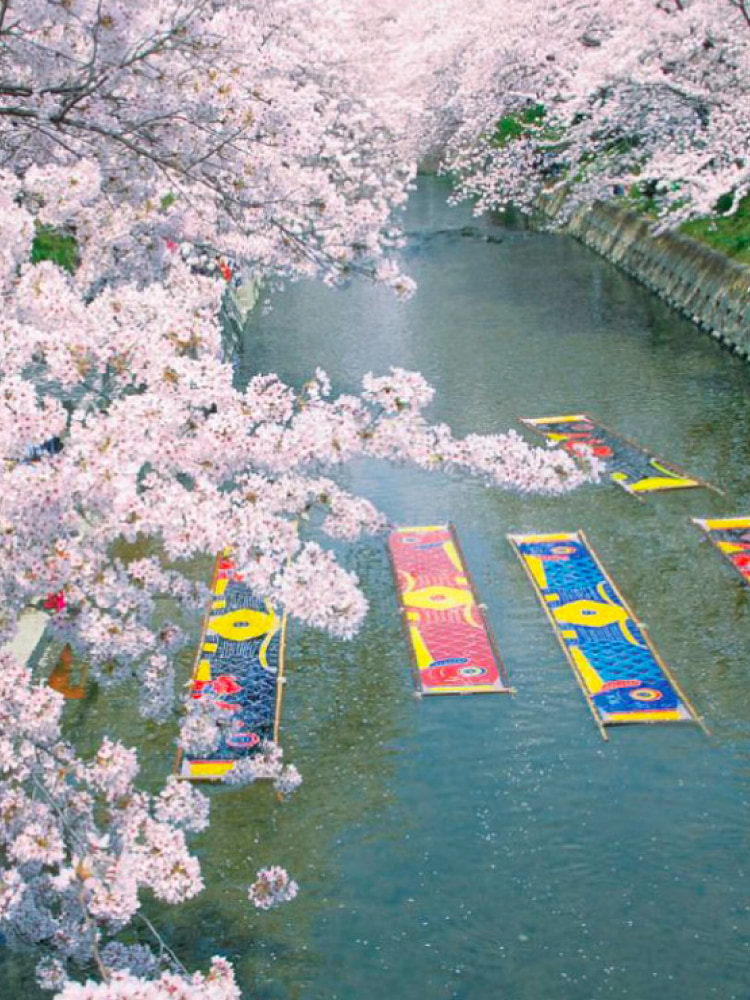 Bunga yang Fotogenik