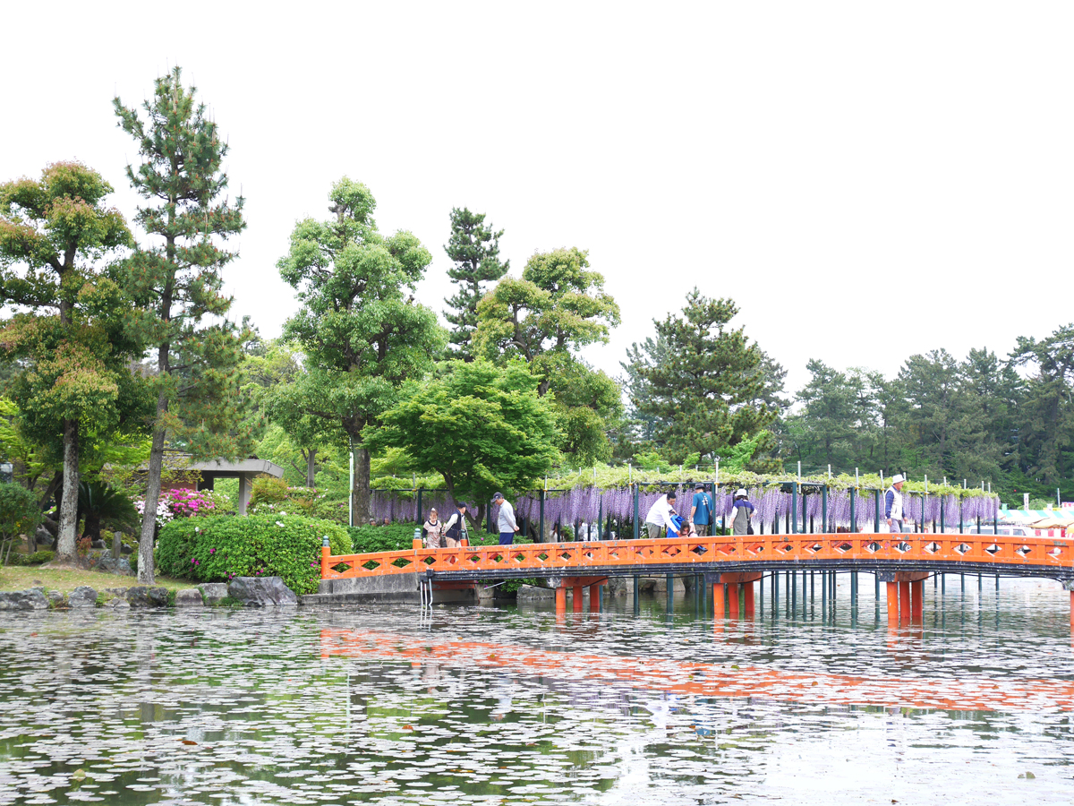 Festival Bunga Wisteria Owari Tsushima “Taman Tennogawa”