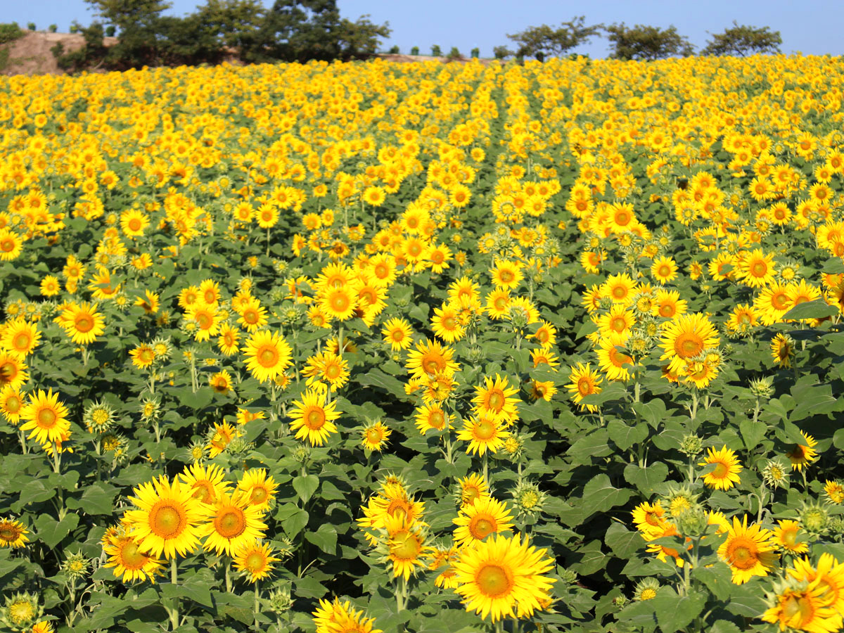Sightseeing Farm Hana Hiroba