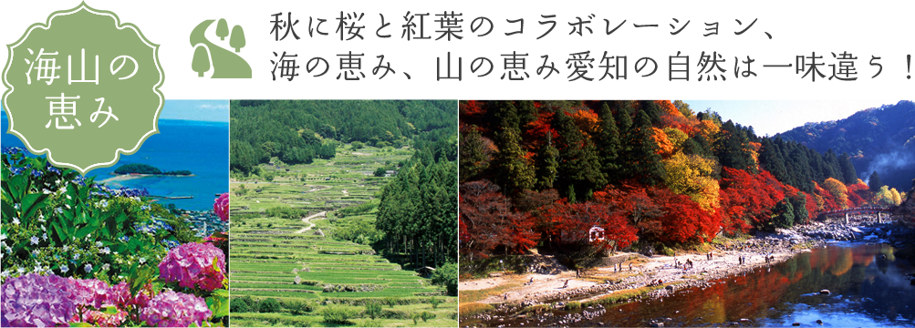 秋に桜と紅葉のコラボレーション、 海の恵み、山の恵み愛知の自然は一味違う!