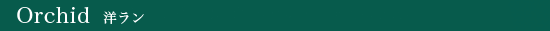 Orchid