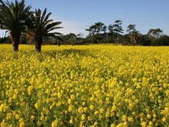 Tahara City Cape Irago / Irago Lighthouse / Mt. Zao Observation Tower / Koijigahama Beach