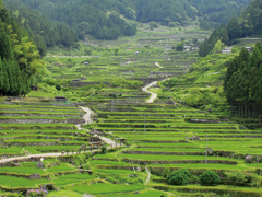 Shinshiro City Yotsuya Senmaida Terraced Rice terraces 