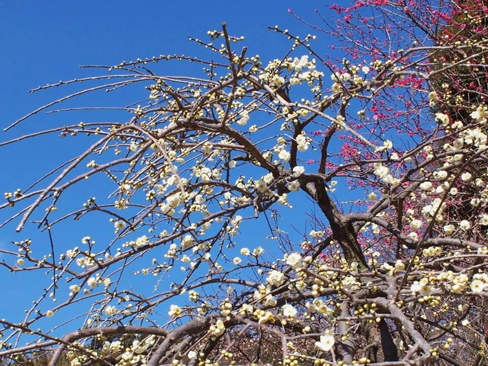 Festival Bunga Plum Taman Akatsukayama