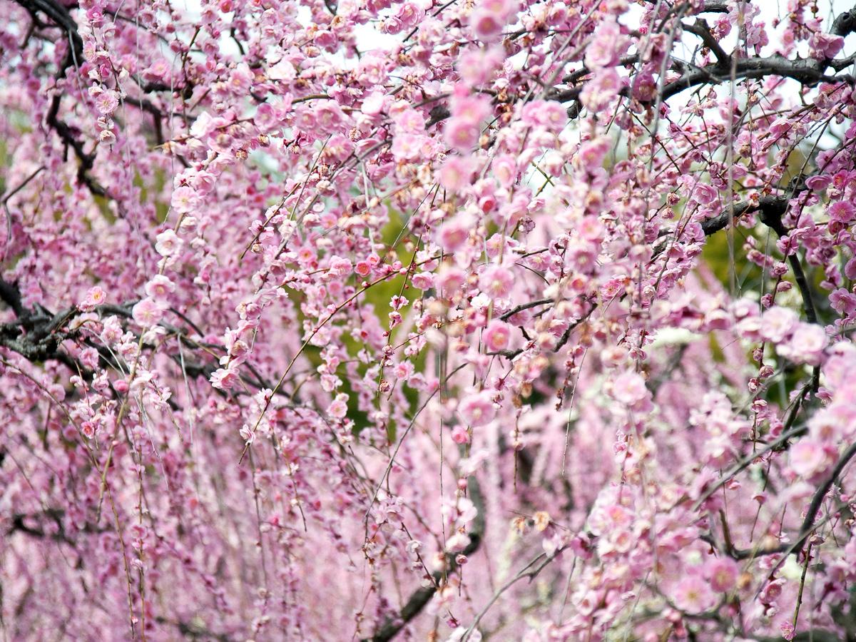 Festival Bunga Plum Menjuntai ”Nagoya City Agricultural Center dela Farm" 