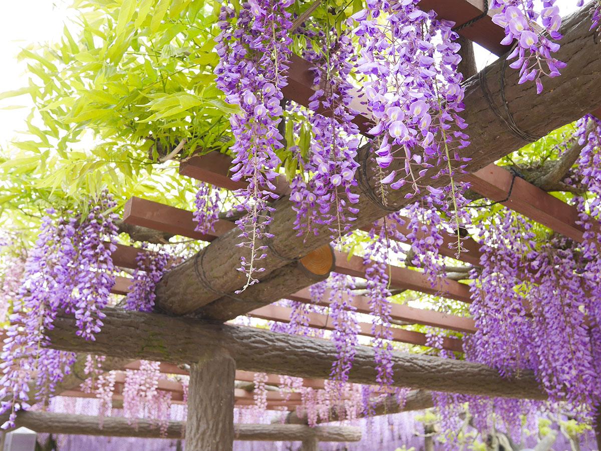 Festival Bunga Wisteria Owari Tsushima “Taman Tennogawa”