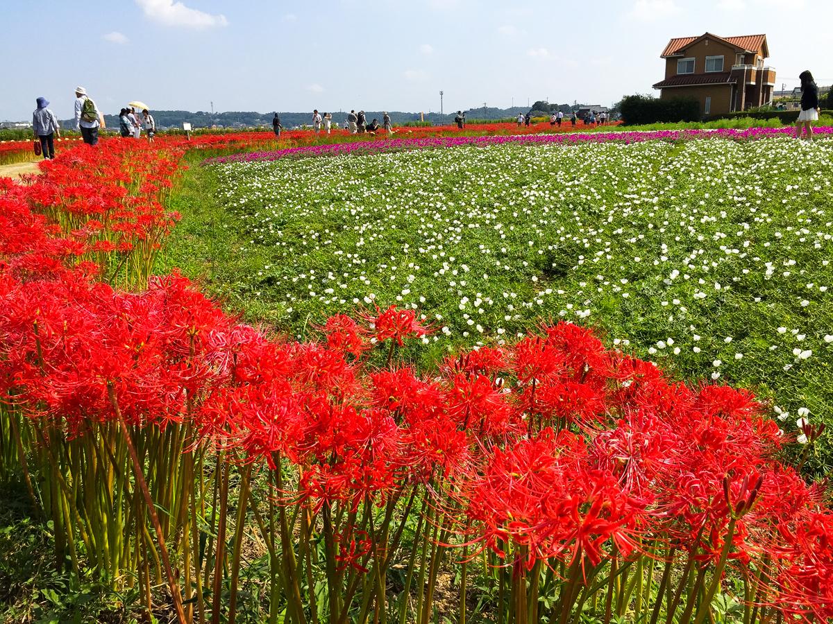 Bunga Bakung Lelabah Merah Sungai Yakachi