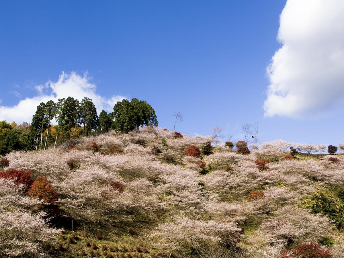 Festival Bunga Shikizakura Ohara