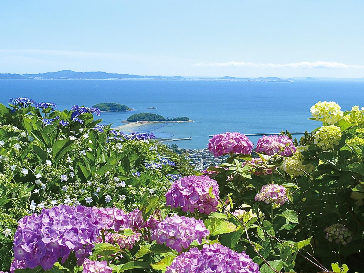 Festival Bunga Hortensia "Skyline Gunung Sangane"