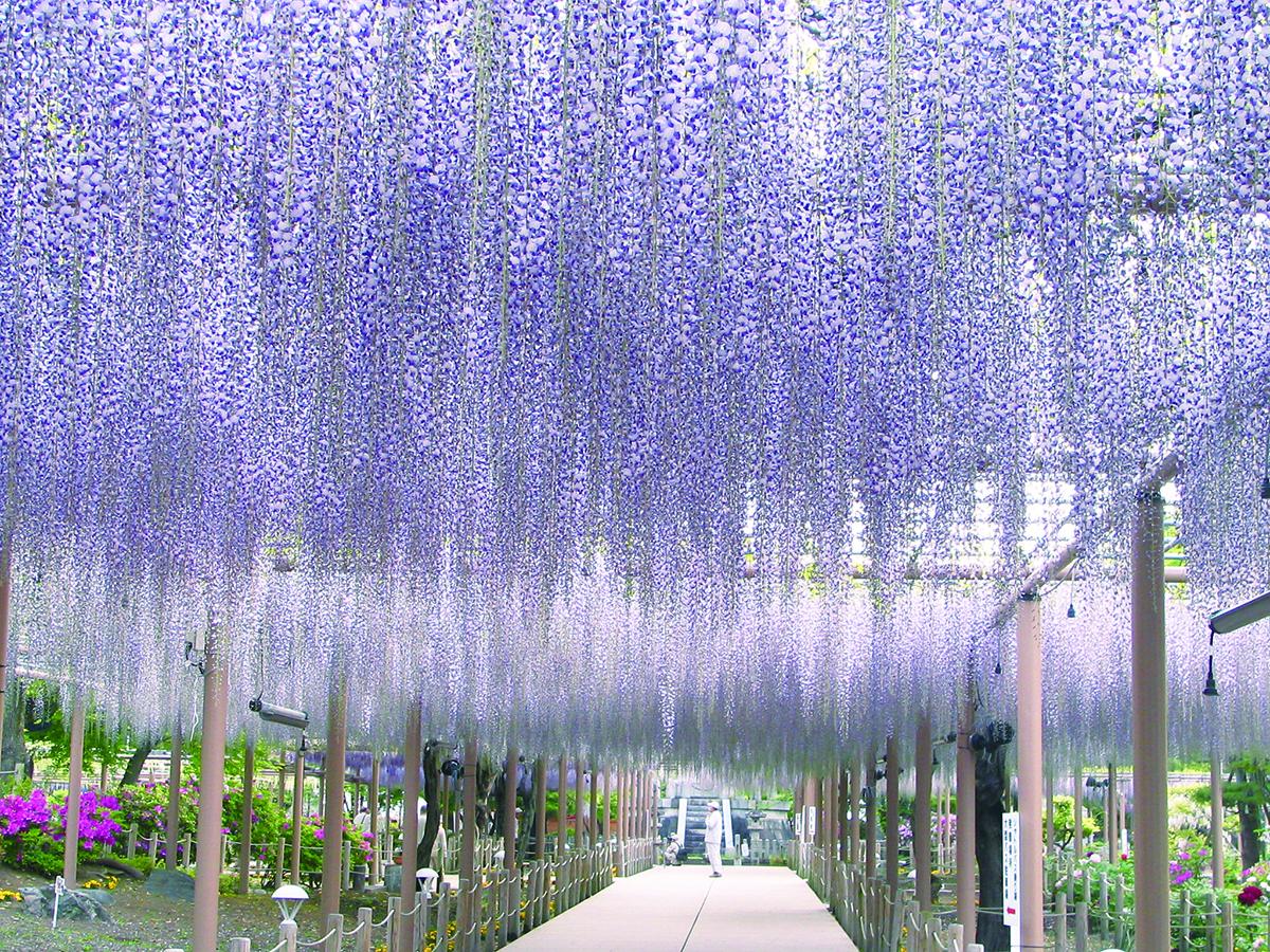 Festival Wisteria Konan “Taman Kuil Mandaraji”