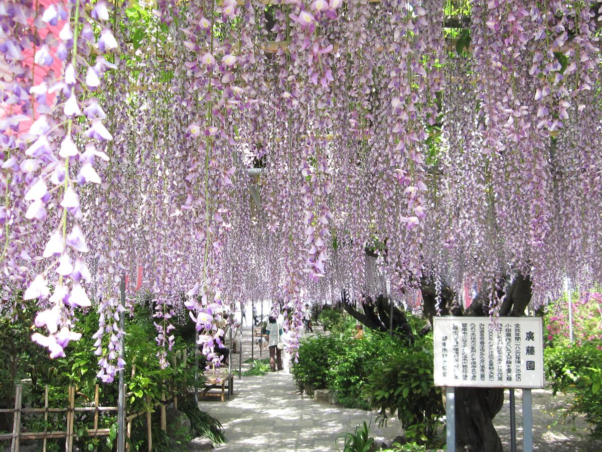 Festival Bunga Wisteria “Kotoen”