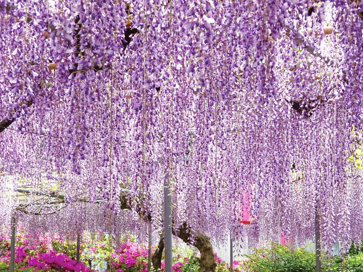 Festival Bunga Wisteria “Kotoen”