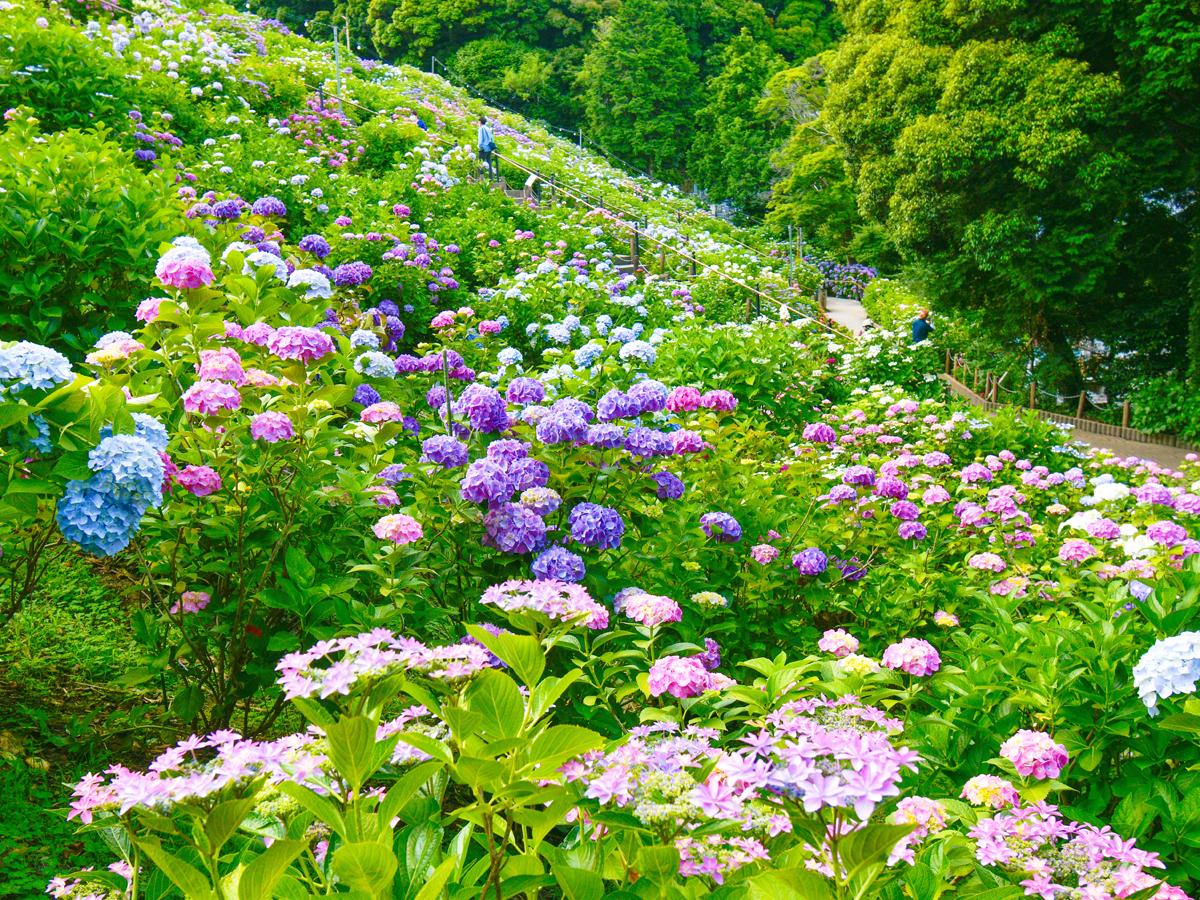 "Desa Hortensia Pemandian Air Panas Katahara"