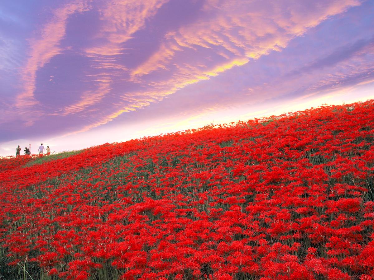 Bunga Bakung Lelabah Merah Sungai Yakachi