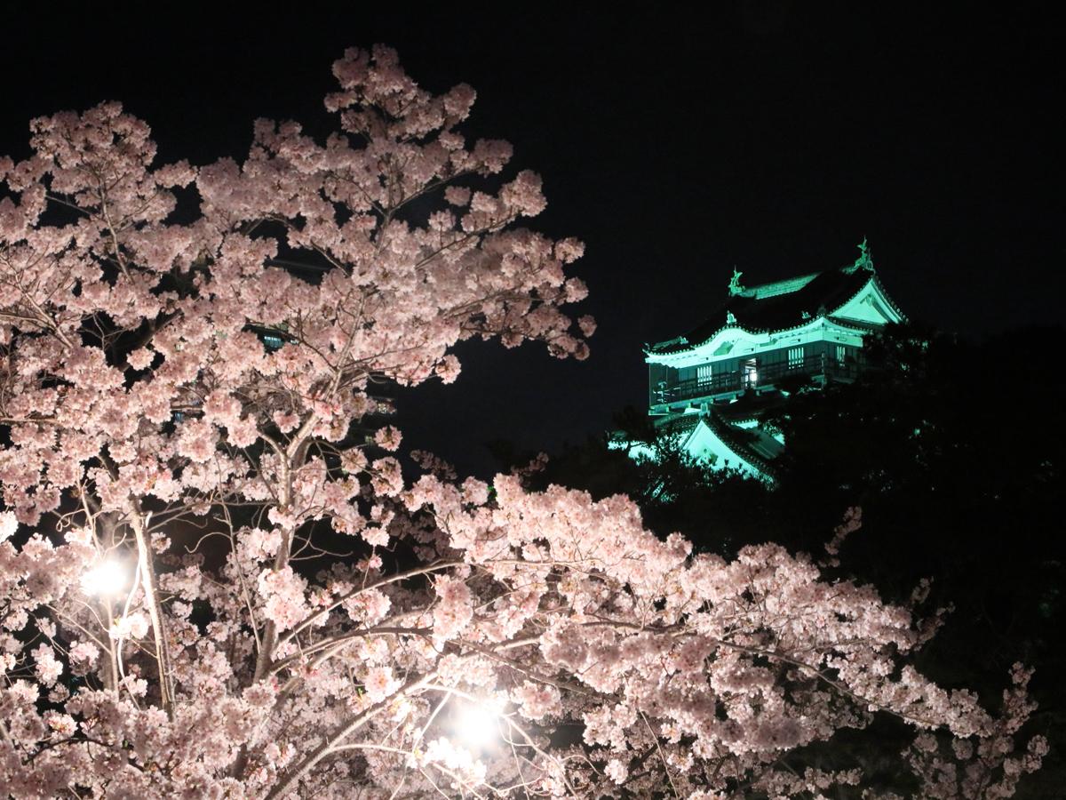 "Taman Okazaki" Festival Bunga Sakura Okazaki