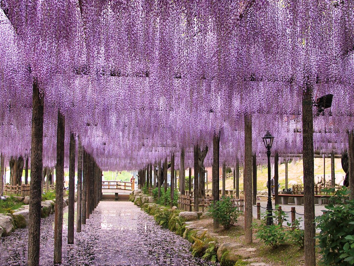 Festival Bunga Wisteria Owari Tsushima “Taman Tennogawa”