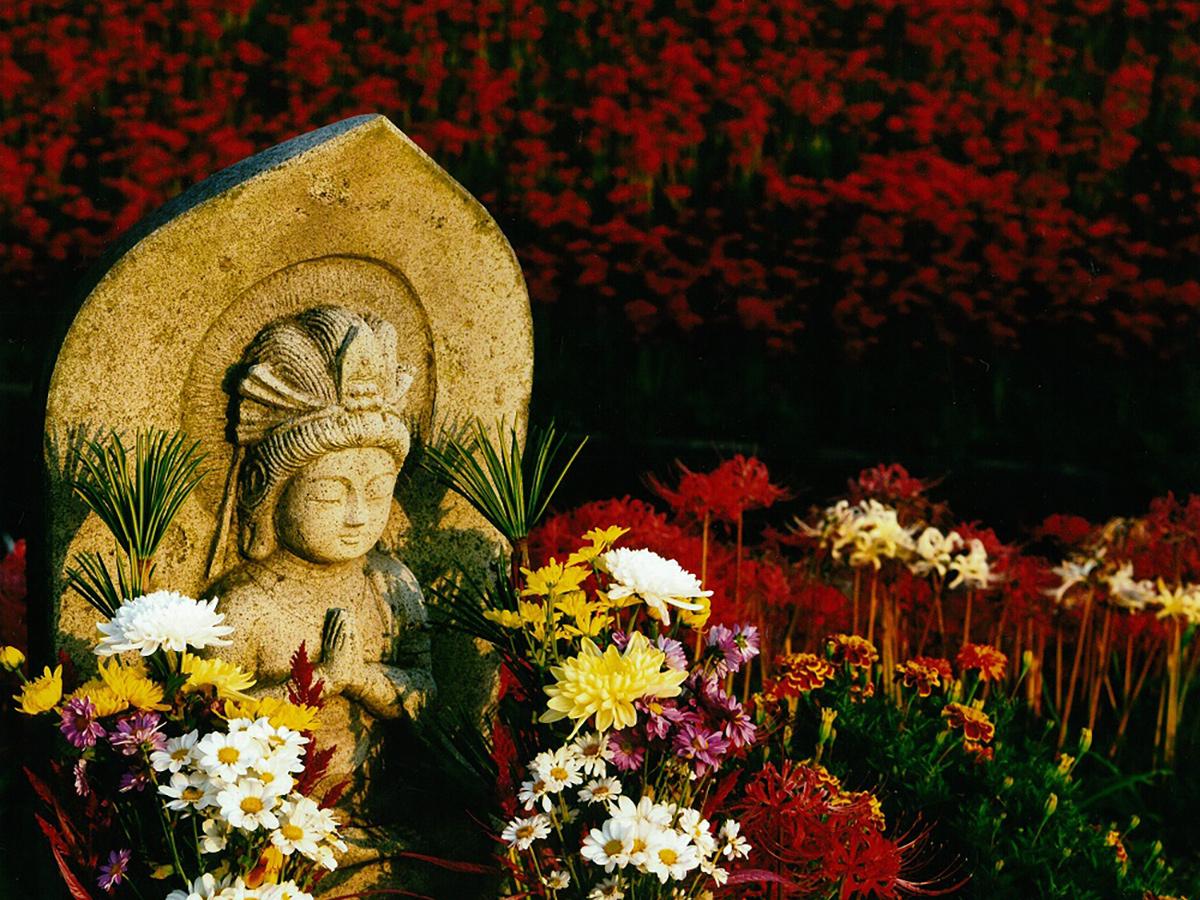 Bunga Bakung Lelabah Merah Sungai Yakachi