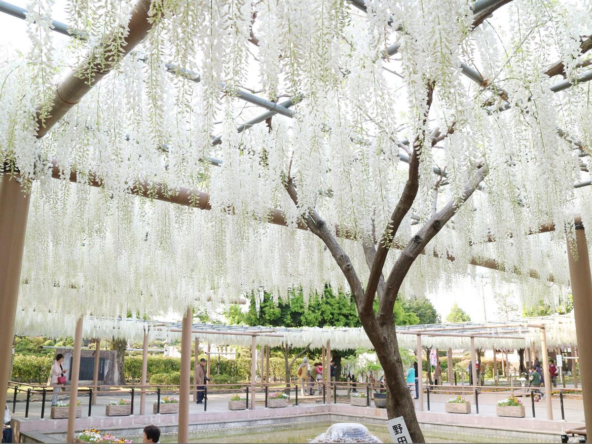 Festival Wisteria Konan “Taman Kuil Mandaraji”