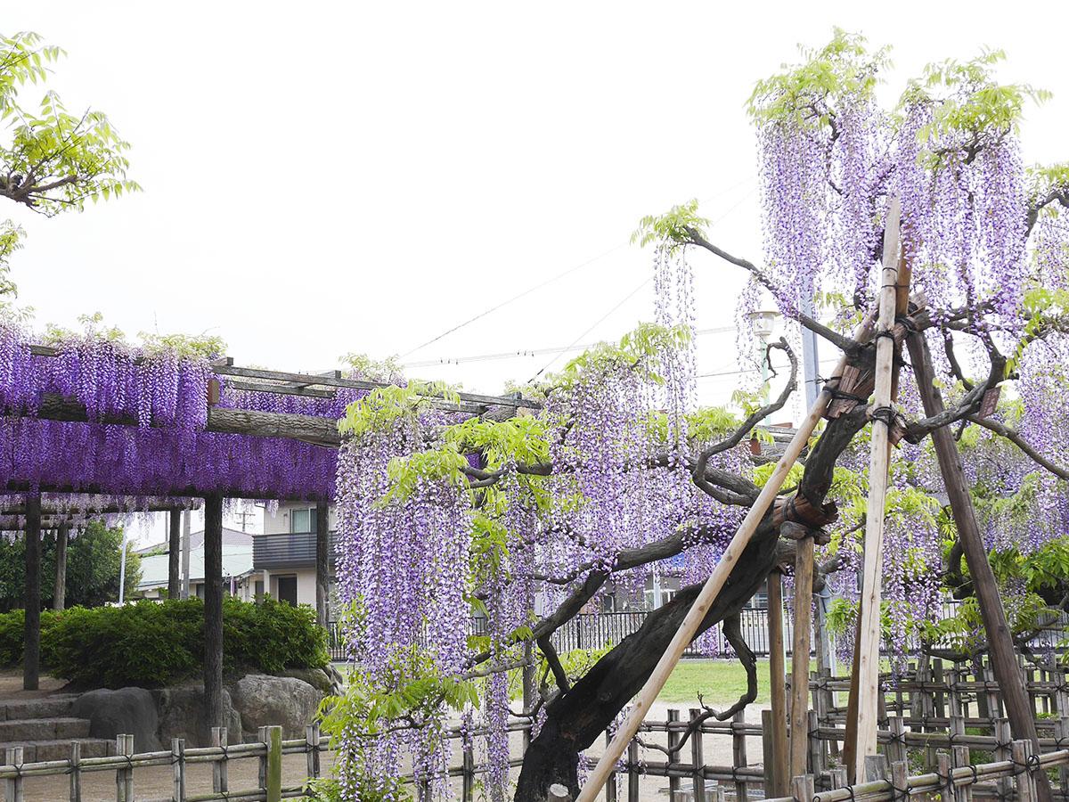 Festival Bunga Wisteria Owari Tsushima “Taman Tennogawa”