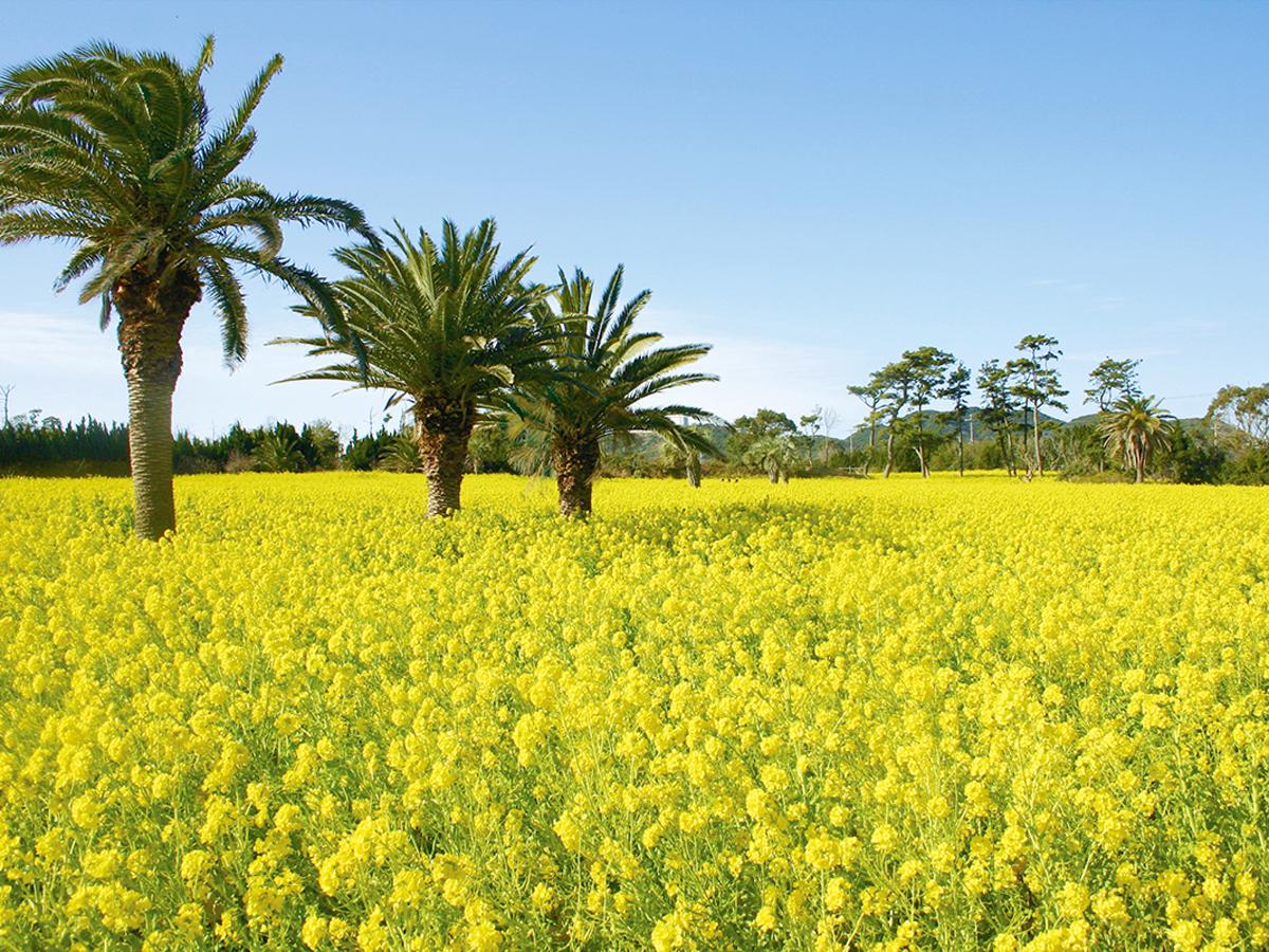 Irago Nanohana Garden: Atsumi Peninsula Nanohana Festival
