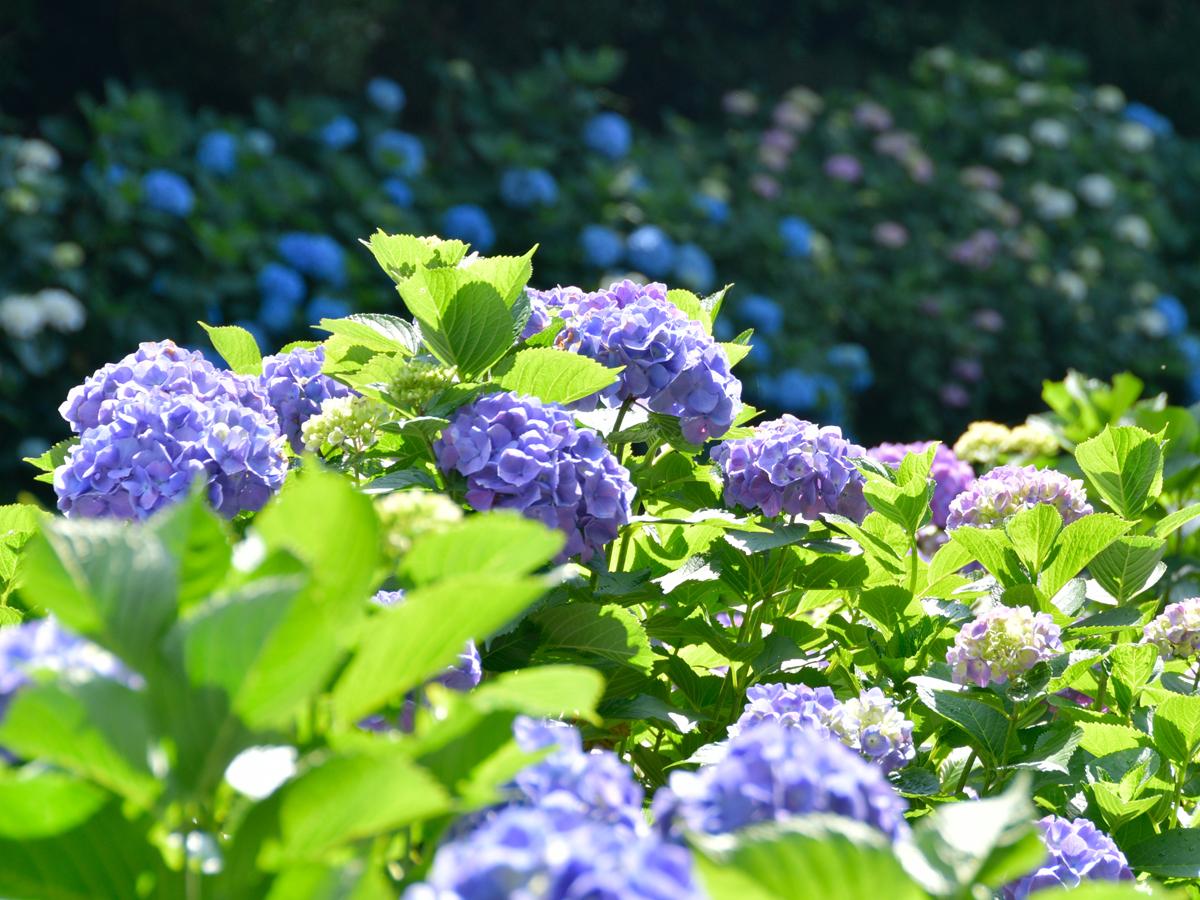 Festival Bunga Hortensia "Skyline Gunung Sangane"