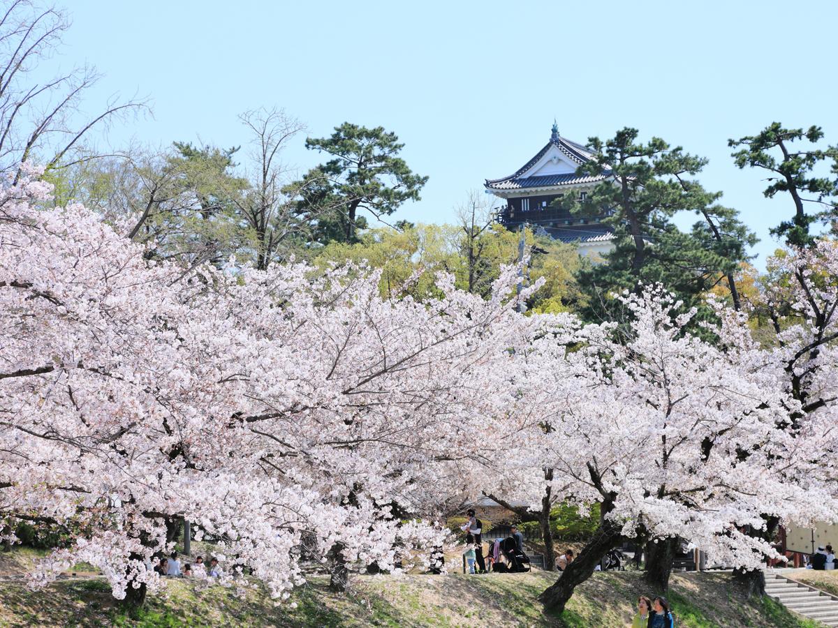 "Taman Okazaki" Festival Bunga Sakura Okazaki