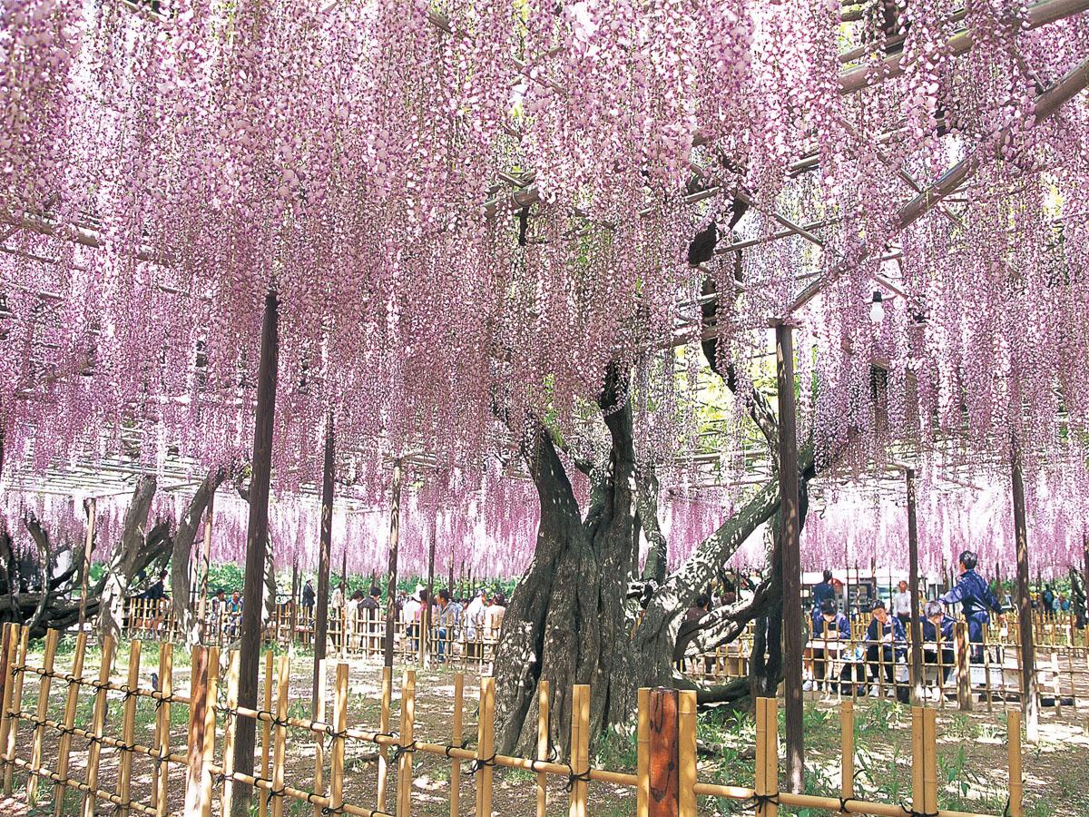 Festival Bunga Wisteria Gomangoku “Taman Okazaki”