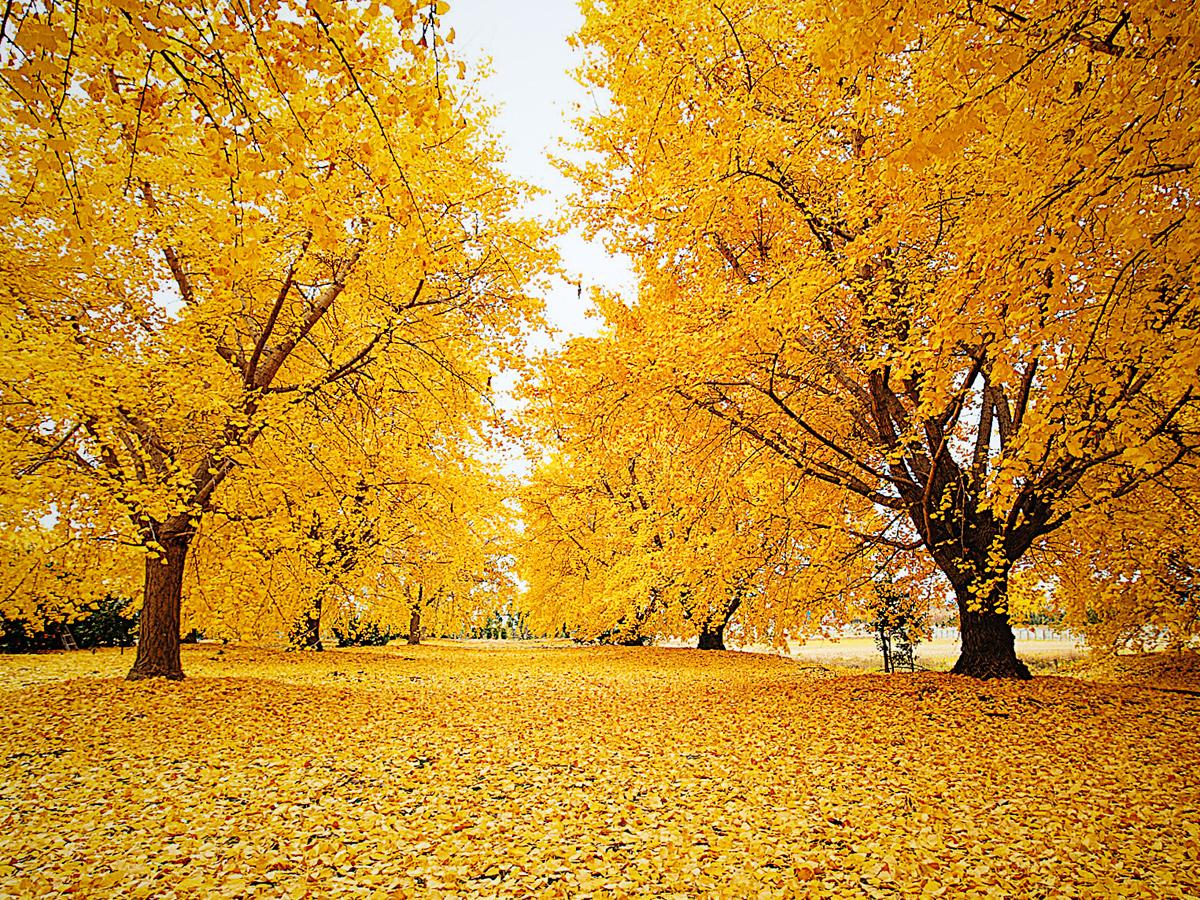 Sobue Ginkgo Yellow Leaves Festival