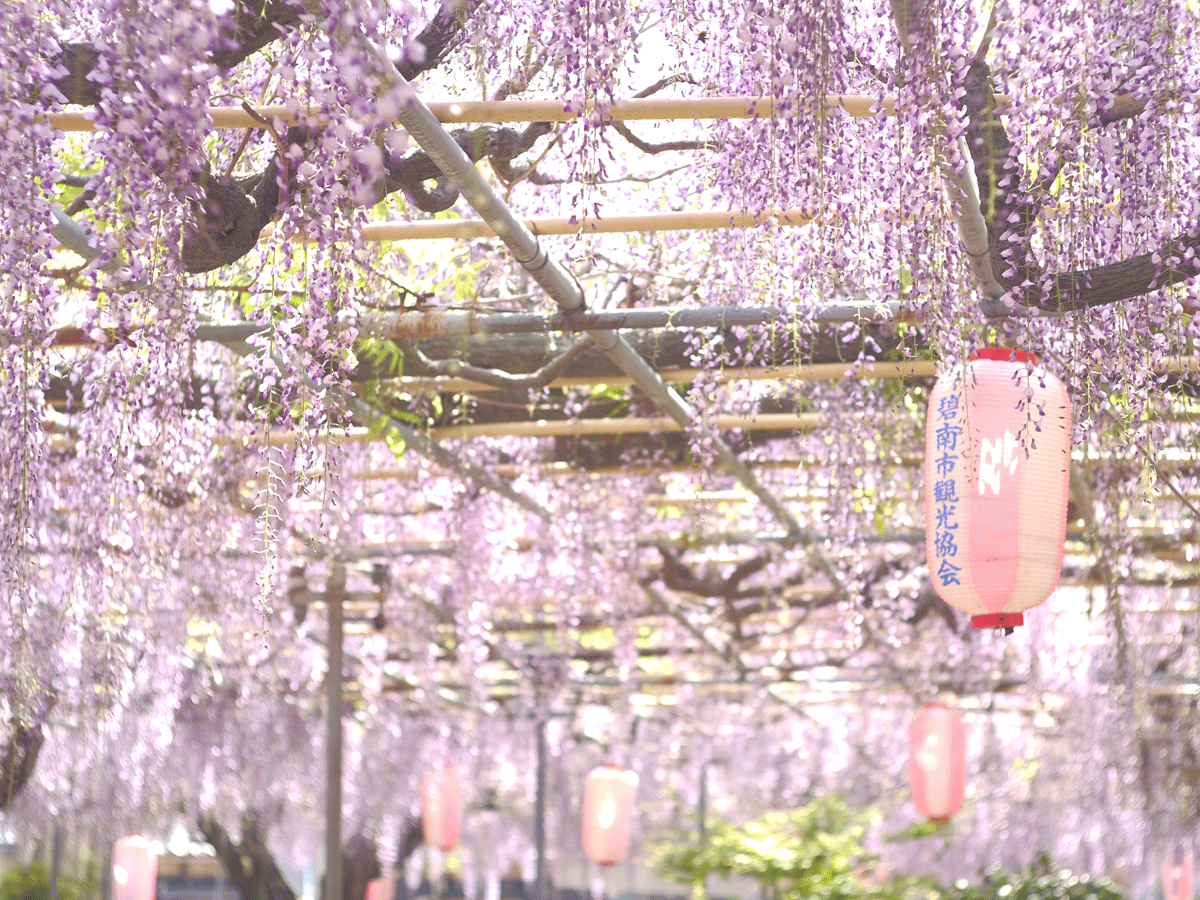 Festival Bunga Wisteria “Kotoen”