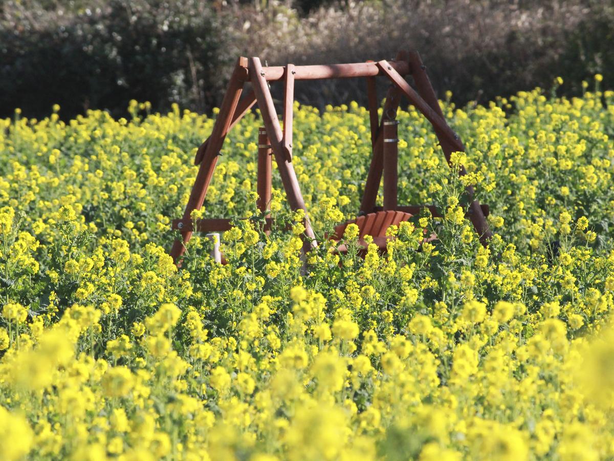 Irago Nanohana Garden: Atsumi Peninsula Nanohana Festival