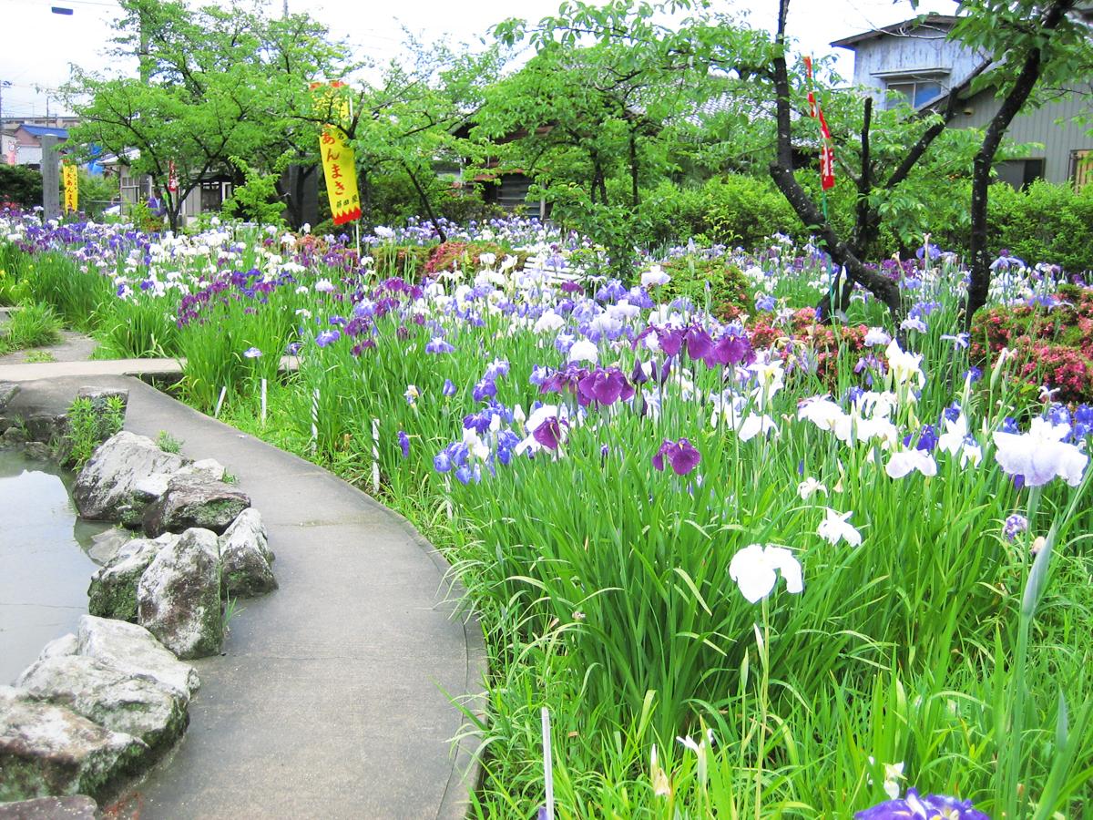 Festival Bunga Iris Jepang “Taman Chiryu”