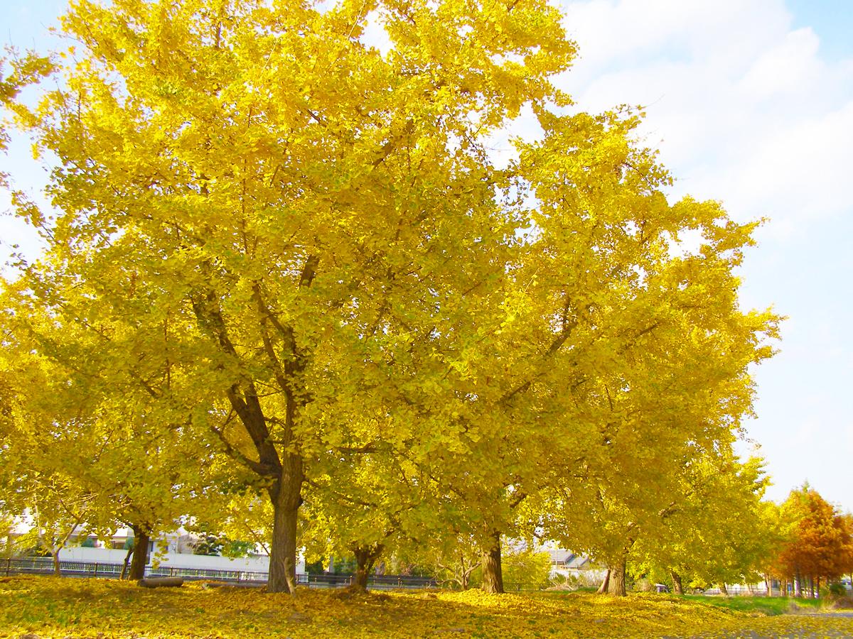 Sobue Ginkgo Yellow Leaves Festival