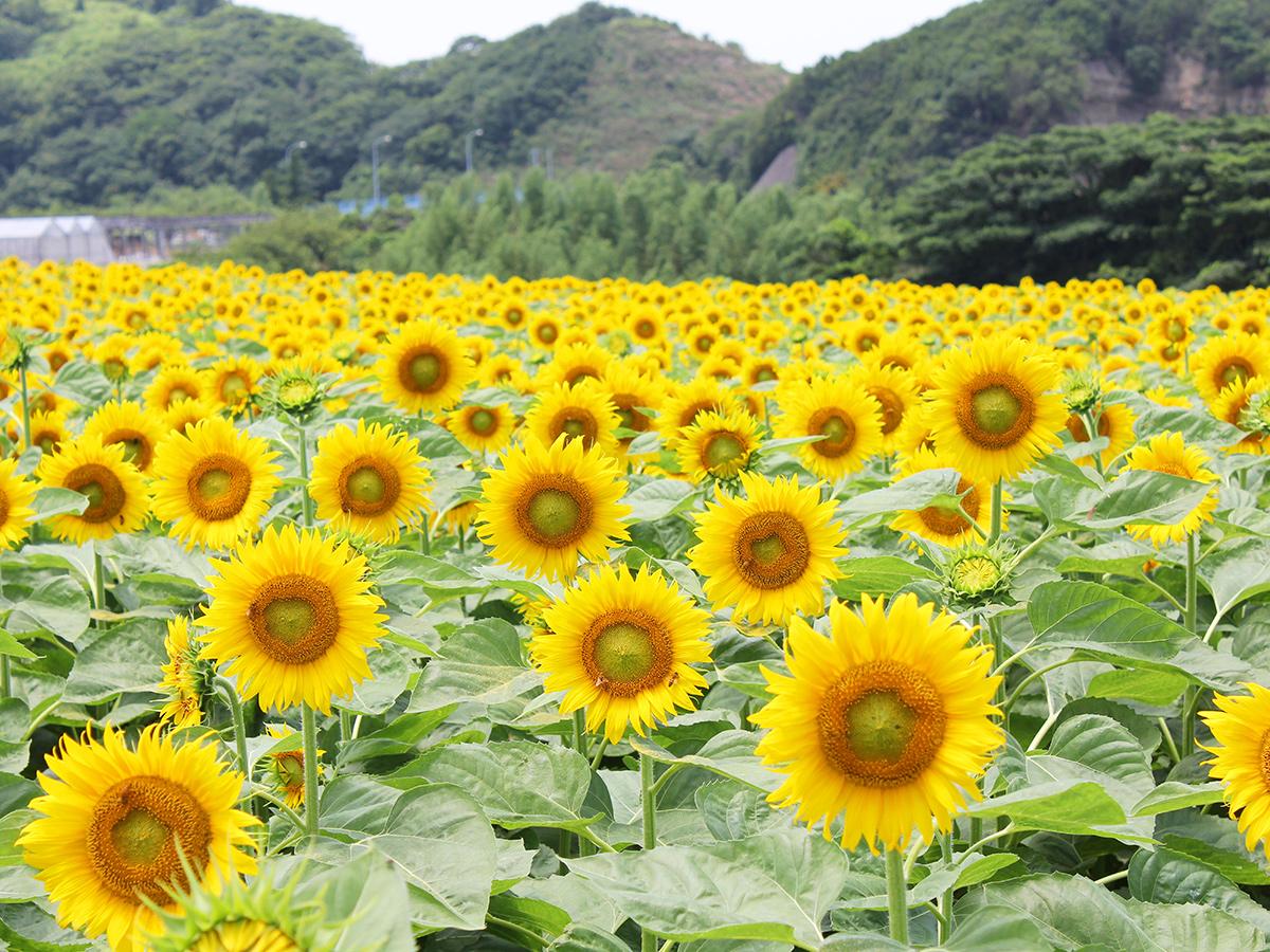 Sightseeing Farm Hana Hiroba