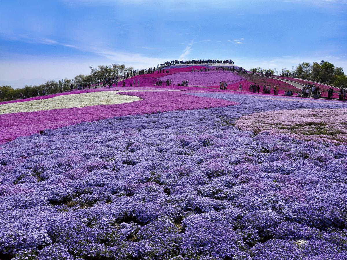 Festival Chausuyama Kogen Musim Semi “Chausuyama Kogen”