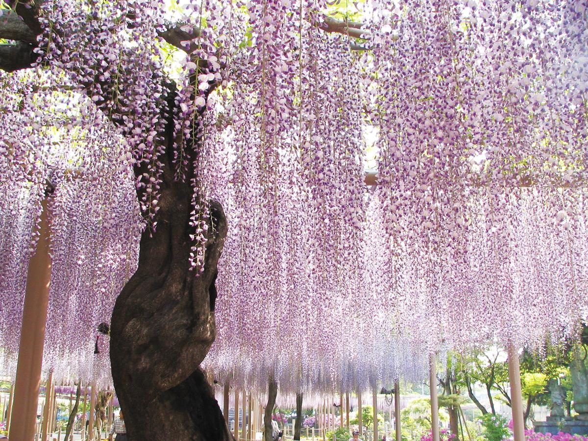 Festival Wisteria Konan “Taman Kuil Mandaraji”