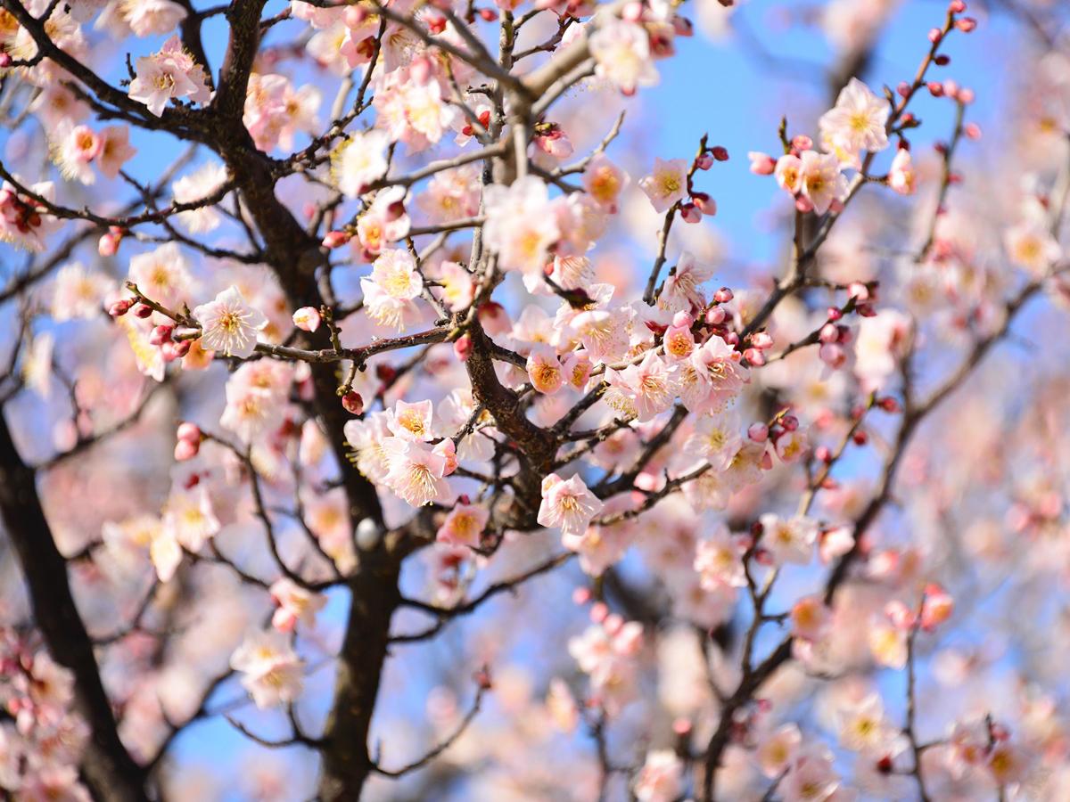 Festival Plum “Kolam Souri”