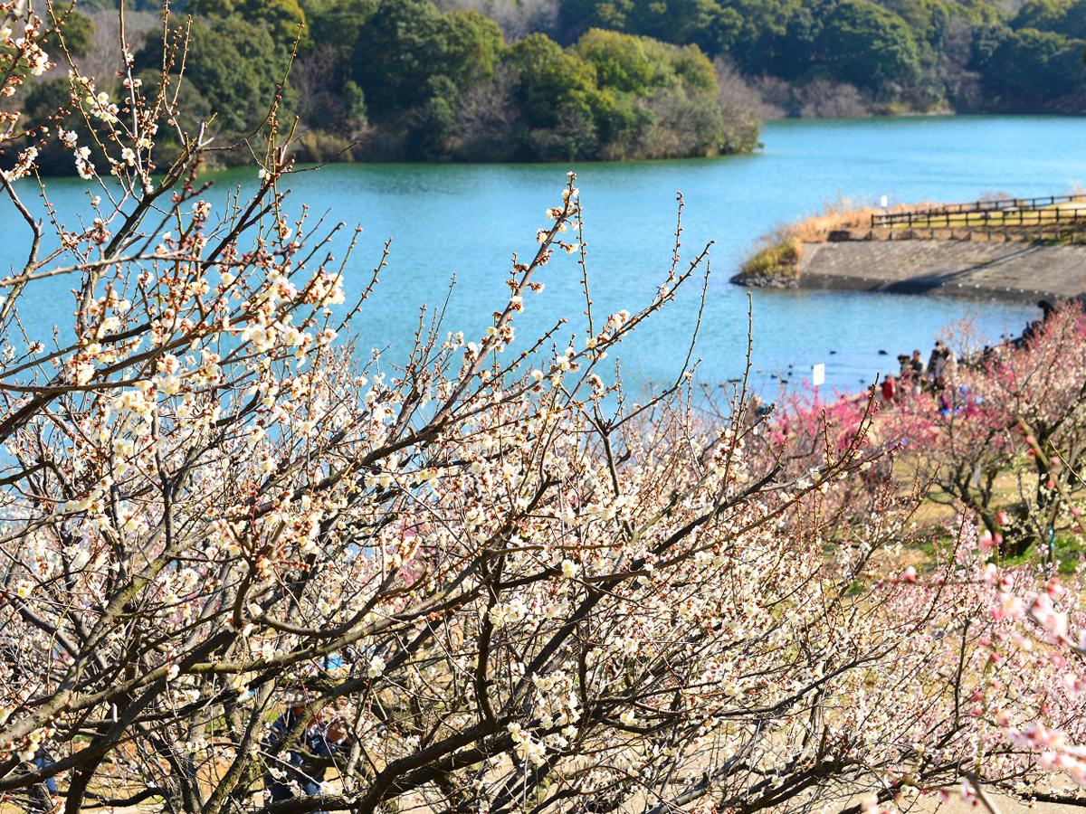 Festival Plum “Kolam Souri”