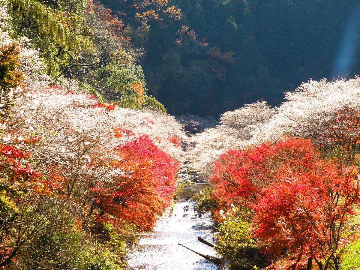 Obara Shikizakura Festival