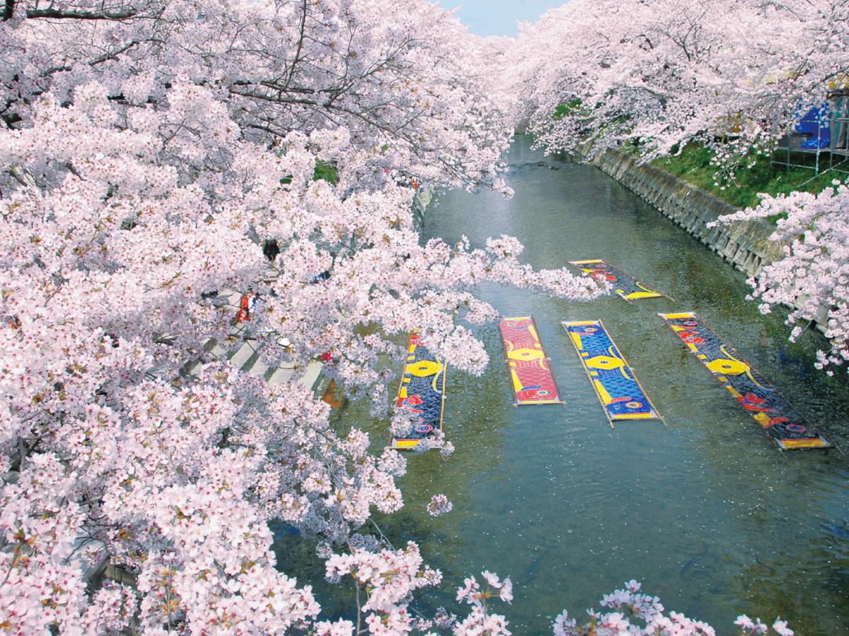 Festival Bunga Sakura Iwakura “Sungai Gojo”