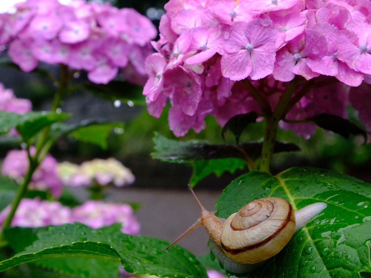 Festival Bunga Hortensia Inazawa “Taman Bersejarah Otsuka Shokaiji/Kuil Shokaiji”