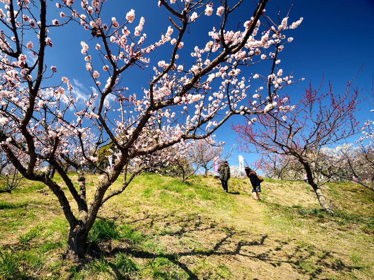 Festival Plum “Kolam Souri”