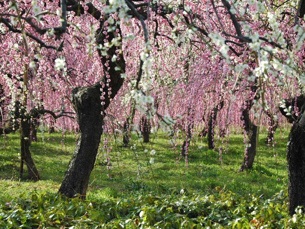 Festival Bunga Plum Menjuntai ”Nagoya City Agricultural Center dela Farm" 