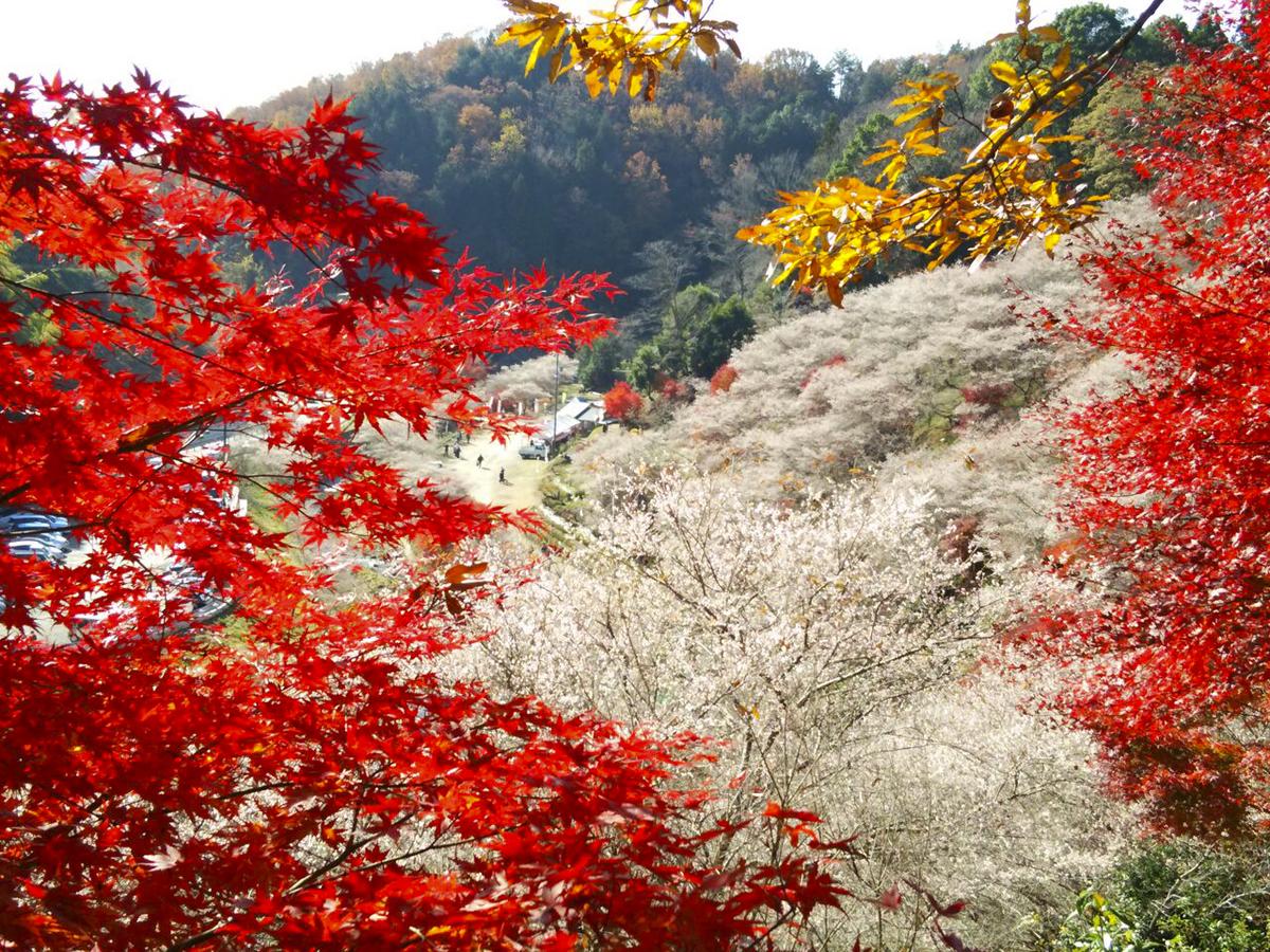 Festival Bunga Shikizakura Ohara