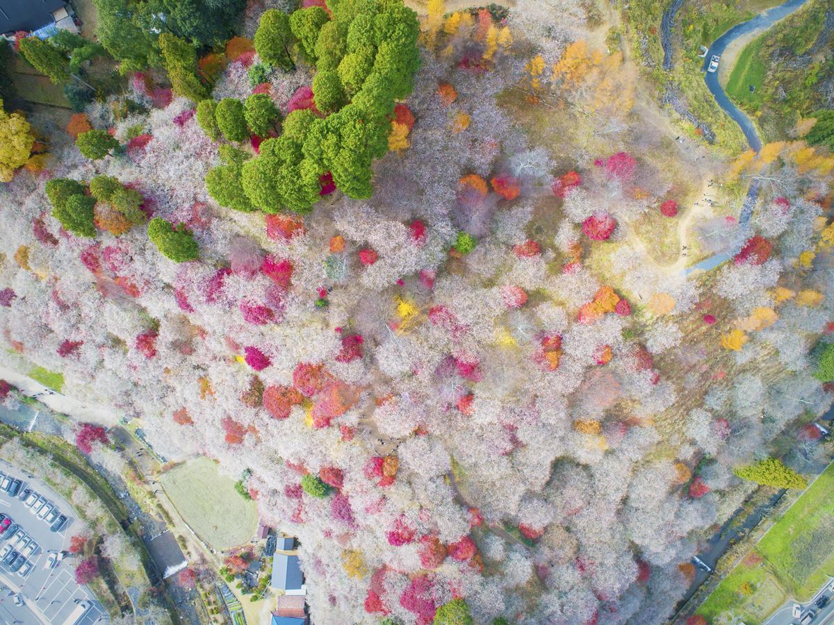 Obara Shikizakura Festival