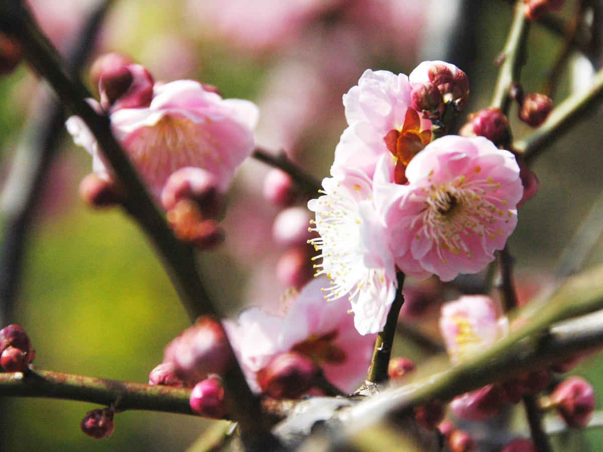 Festival Bunga Plum Menjuntai ”Nagoya City Agricultural Center dela Farm" 