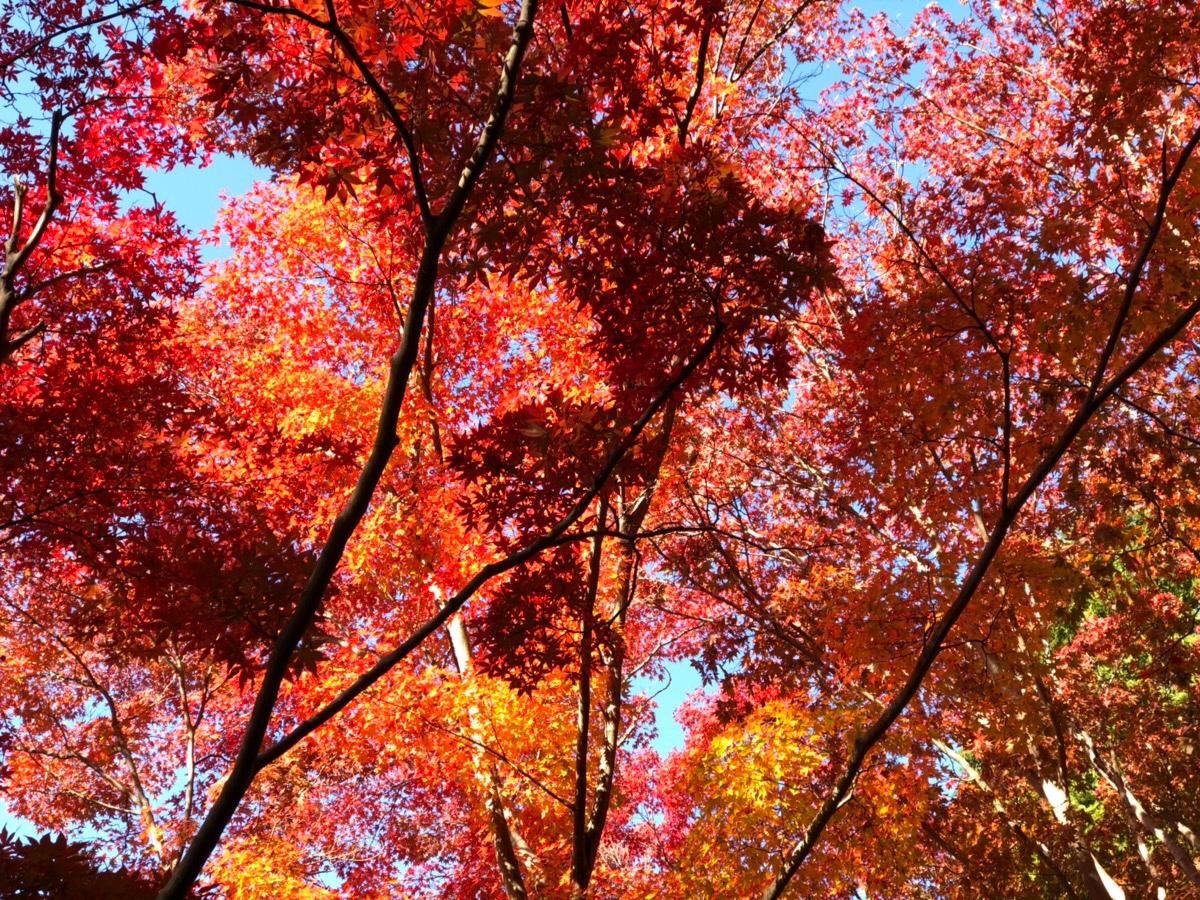 Higashiyama Zoo and Botanical Gardens: Maple Hunting