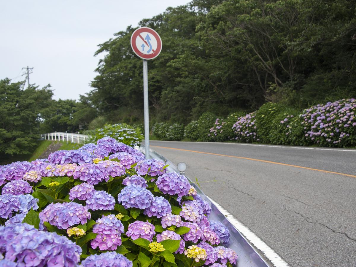 Festival Bunga Hortensia "Skyline Gunung Sangane"