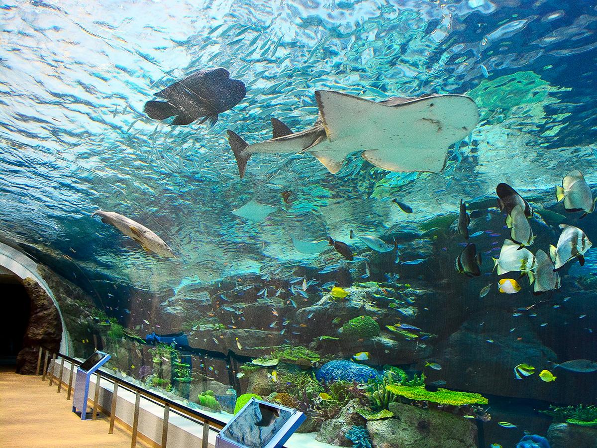名古屋港水族馆